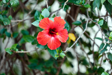 beautiful red flower with pistil outside background blurred green hedge
