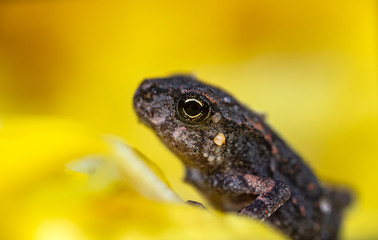 small frog macro