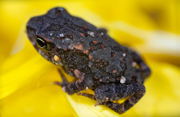 Obraz premium small frog macro