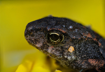 small frog macro