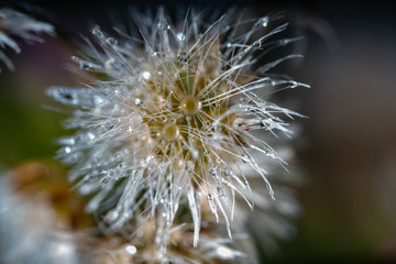 waterdrops on flower petals and stem