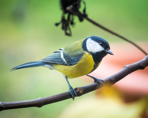 great tit on a perch