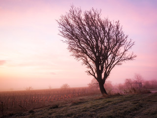 Lonely tree in morning light in winter