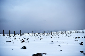 natural species on a winter polar night in the Russian Arctic