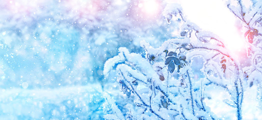 Fototapeta na wymiar beautiful winter landscape. Frozen branches in winter day. winter season background. new year and Christmas holiday concept. Winter wonderland scene, frozenned flower. banner. copy space