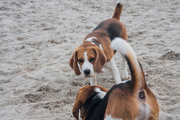 Beagle dog resting on the seashore, portrait photo.