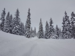 forest in winter