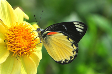 butterfly on flower