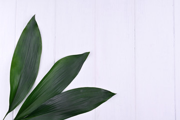 Palm leaves on a white wooden background. Top view. Free space for text. Coy space
