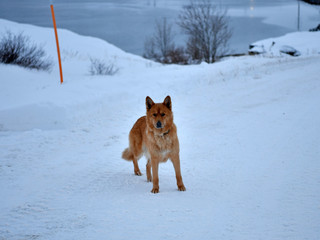 dogs in the arctic are the most faithful friends