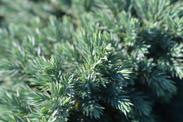 Flaky Juniper Blue Star