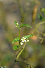 White swallow-wort