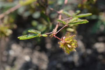 Common sensitive plant