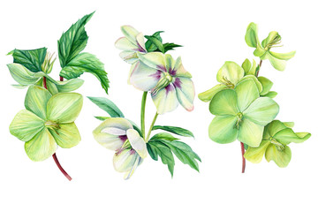 set beautiful hellebore flowers on an isolated white background, watercolor illustration