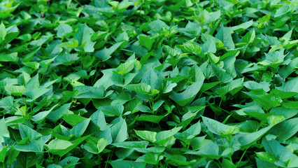 Green sweet potato leaves in growth at filed