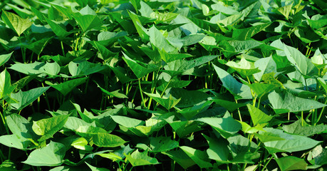 Obraz premium Green sweet potato leaves in growth at filed