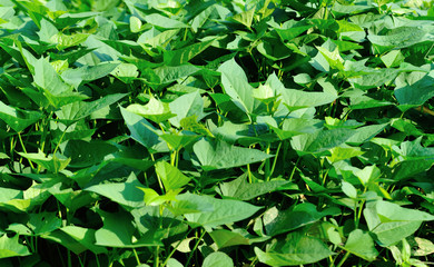 Green sweet potato leaves in growth at filed
