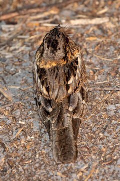 Eine nachts auf den Boden geduckte Nachtschwalbe in der Draufsicht im Pantanal