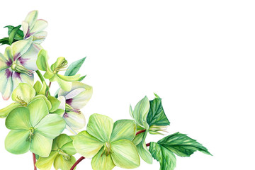 beautiful bouquet of hellebore flowers on an isolated white background, watercolor illustration, hand drawing, invitation, greeting card with space for text.