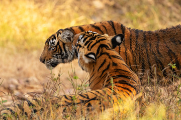 Amazing tiger in the nature habitat. Cute tiger cub pose during the golden light time. Wildlife...