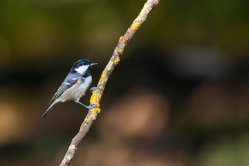 Cute little bird. Autumn nature background. Park, garden forest bird: Coal tit. 