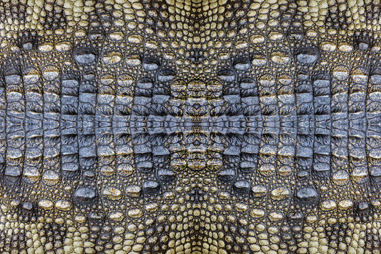 crocodile skin pattern for the background.