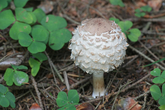 Chlorophyllum olivieri, known as Olive Shaggy Parasol, wild mushrooms from Finland