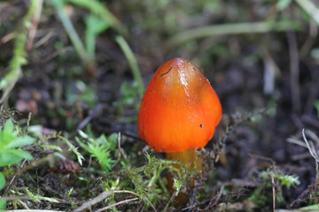 Hygrocybe conica, known as the  blackening waxcap, witch's hat, conical wax cap or conical slimy...