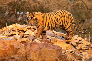 Amazing tiger in the nature habitat. Cute tiger cub pose during the golden light time. Wildlife scene with danger animal. Hot summer in India. Dry area with beautiful indian tiger. Panthera tigris.