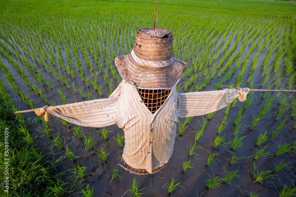 Poster Scarecrow on rice plantations in northern Thailand.