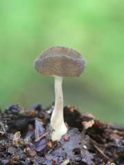 Helvella macropus, known as felt saddle fungus, mushrooms from Finland