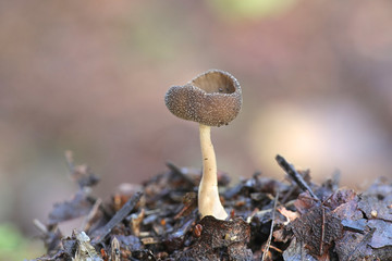 Helvella macropus, known as felt saddle fungus, mushrooms from Finland © Henri Koskinen