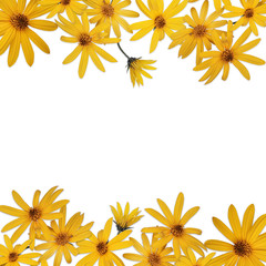Curb frame with yellow Jerusalem artichoke flowers on a white background with an empty center