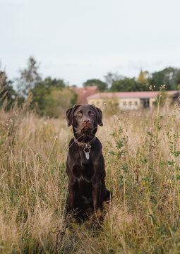 Brauner Labrador Hund sitzt im Feld und schaut direkt 