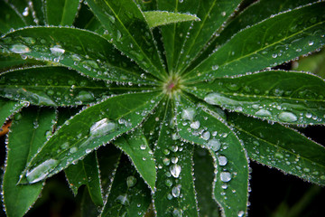 green leaf with water drops