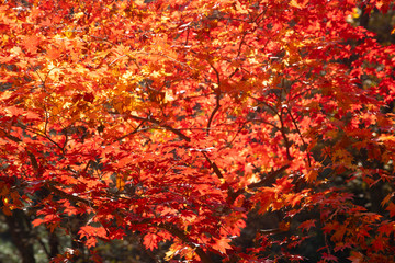red autumn leaves