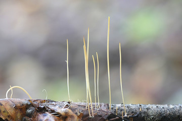Macrotyphula juncea, known as the slender club or fairy club fungus, wild mushrooms from Finland