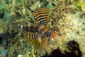 The surprising underwater world of the Indian and Pacifical Oceans