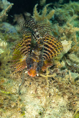 The surprising underwater world of the Indian and Pacifical Oceans
