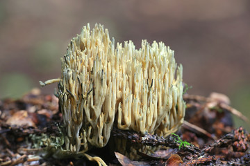 Ramaria abietina, known as the green-staining coral, wild mushrooms from Finland