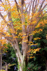 黄葉の欅