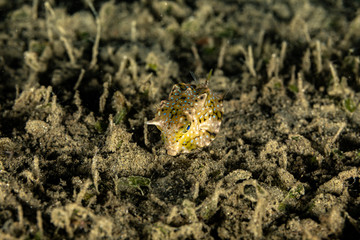 The surprising underwater world of the Indian and Pacifical Oceans