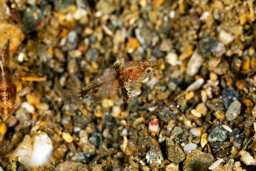The surprising underwater world of the Indian and Pacifical Oceans