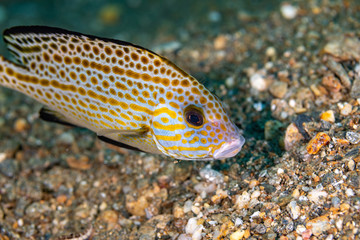 The surprising underwater world of the Indian and Pacifical Oceans