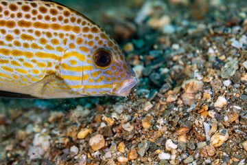 The surprising underwater world of the Indian and Pacifical Oceans