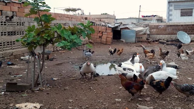 A pan shot on a cloudy day of domestic animals in a rural backyard of a shelled house in Qamishli, northeastern Syrian.