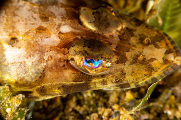 The surprising underwater world of the Indian and Pacifical Oceans