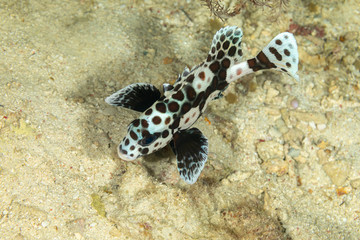 The surprising underwater world of the Indian and Pacifical Oceans