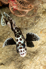 The surprising underwater world of the Indian and Pacifical Oceans