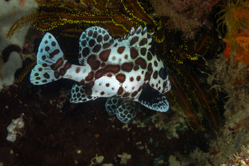 The surprising underwater world of the Indian and Pacifical Oceans